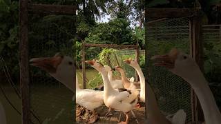 ඔන තරමි පැටවු ගන්න අක්කර 7ක farm එකක් 👇 #duck #chicken #goat #turkey #farming #shots