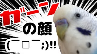 ガーンの顔！　セキセイインコ・うめ　Budgerigar