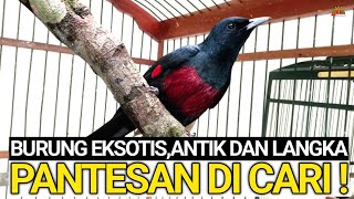 RADA2 ! CUMA KIOS INI YANG BERANI JUAL BURUNG EXOTIS,ANTIK DAN LANGKA BURONAN KICAU MANIA !