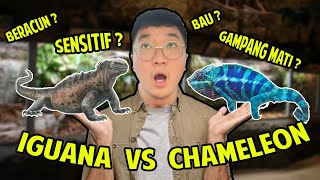 CHAMELEON VS IGUANA ! PILIH MANA ?