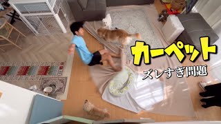 【必見】愛犬のためにカーペット問題を解決してしまいました！