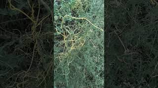 # Cuscuta plant/#Dodder Plant/#Amar bel# #Parasitic plant# #plants parasite.