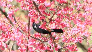 White-eared sibia 白耳畫眉