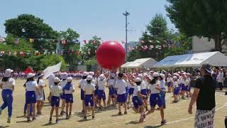 運動会　大玉おくり　ちょっとハプニング？