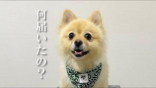 愛犬に素敵なプレゼントが届きました！