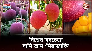 যে আমের দাম শুনলে আঁতকে যাবেন আপনি | Miyazaki Mango | Most Expensive Mango | 24 Feature | Channel 24