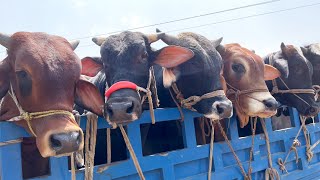 cow unloading, cow videos, cow video, big cow, goru hamba cow, Ep - 434