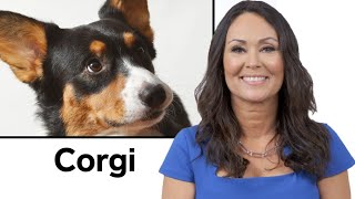 Every Dog Breed Explained (Part 1) | WIRED