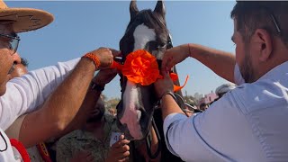 Milk teeth colt ring Pushkar horse show 2024