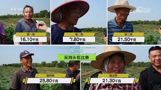 《谁知盘中餐》 20240920 丰收来敲门——丰收年里品“八仙”|农业致富经 Agriculture And Farming