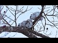 4k エゾモモンガ　siberianflyingsquirrel