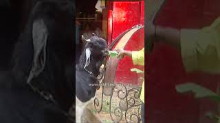 Goat drinks Soda straight from the bottle: A weirder sight you never see!
