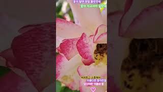 당신꽃 #계절의 여왕 #장미 #5월 #황영웅