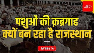 Lumpy Virus: Rajasthan Turns Into Cattle Graveyard | The New Indian