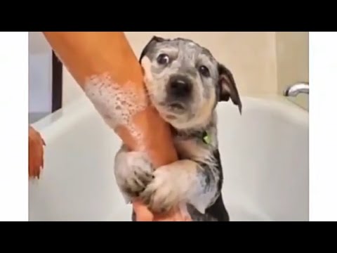 Funny And Cute Dog Compilation Youtube