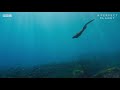 the marine iguana a perfect planet bbc earth