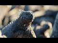 The Marine Iguana | A Perfect Planet | BBC Earth