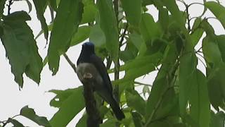 【鳴き声】オオルリの囀り(Cyanoptila cyanomelana)