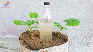 How to make drip watering with plastic bottles