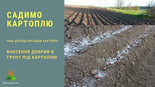 Посадка картоплі. Як отримати гарний урожай картоплі. Внесення добрив в грунт.