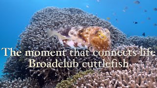 4k 沖縄本島【コブシメ産卵】The moment that connects life Broadclub cuttlefish