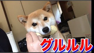 唸るけど、とても優しい心を持ってる柴犬ハナ -- Shiba is so friendly. --