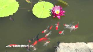 Fancy Goldfish for Water Gardens and Ponds, Orandas, Telescopes, fantails, pond fish