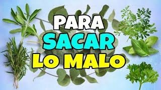 7 PLANTAS AMARGA Para Sacar Lo Malo 2022