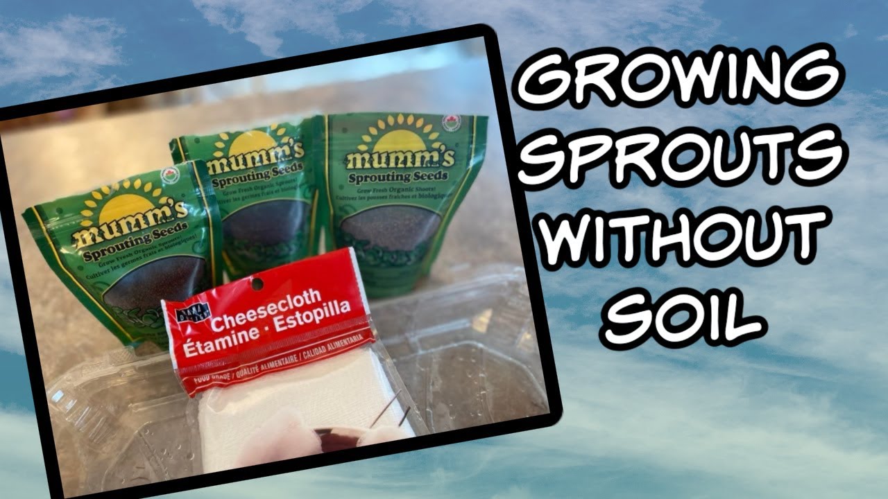 Growing Sprouts Indoors Without Soil Using Cheesecloth For Growing