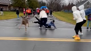 Video of the Day: Deer crash Watertown, New York Turkey Trot