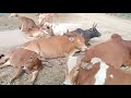 Cows come out to bask in the sun in winter|วัวออกมาอาบแดดในฤดูหนาว|Full Version