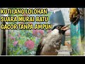 KUTILANG LOLOHAN GACOR SUARA MURAI BATU