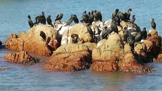 Cape Cormorand chilling to cool beats #CapeCormorant #Cape Town #Two Oceans #Kalk Bay #western cape