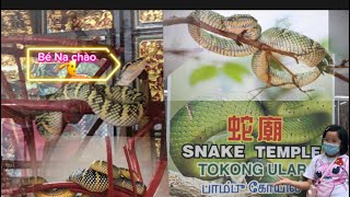 Tours to Penang Snake Temple/Snake Temple (Hock Hing Keong)/Snake Temple 望腳蘭福興宮蛇廟