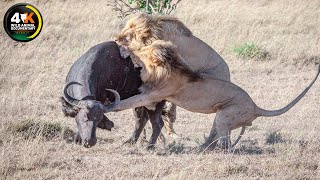 The Mystery of the Mapogo: Powerful and Bloodthirsty Rulers | Wild Animal Documentary