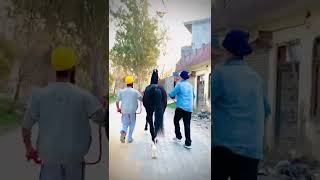 MARWARI | COLT - JIGAR | #marwadi #colt #shonki #sardar #ghodeyanwale #youtubeshorts #2022