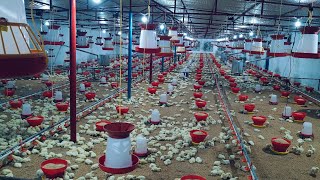 Poultry farm IB ABIS COMPANY semi ec farm Una badala