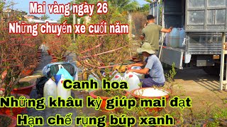 Nụ mai vàng ngày 26