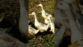 Duck sound | animal sound #animalsounds #short #shortvideo