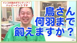 鳥さん何羽まで飼えますか？　ハッピーインコ＆はがひでき