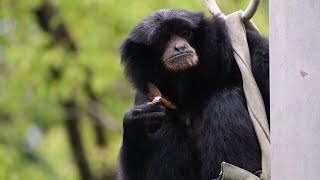 ［Siamang eats insect］フクロテナガザル千葉市動物公園（2022年8月）