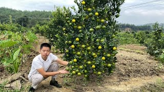 卖树苗老板果然没骗人，花高价买的广西果苗，第一年挂果产量惊人