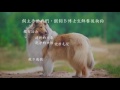 狗狗吃什麼？｜dr.b s barf pet s talk