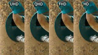 UHD QHD FHD HD 비교