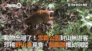 動物出現了！雪霸公園封山無遊客　珍稀野山羊覓食、藍腹鷴攜幼現蹤