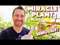 Do Everything You Can To Grow This! Moringa Plant Benefits