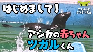 【天王寺動物園】はじめまして！カリフォルニアアシカの赤ちゃん ツガルくん [Tennouji Zoo] California Sea Lion Pup, Tsugaru.