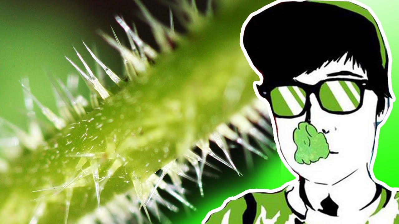 Stinging Nettle Story