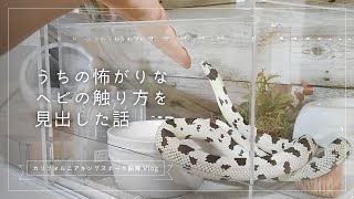 うちの怖がりなヘビの触り方を見出した話【カリフォルニアキングスネーク飼育Vlog】