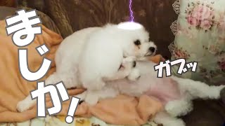 🐶【悲劇】がおきました😲 先輩犬に近づきすぎただけなのに【トイプードル】【アテレコ犬】〔36〕